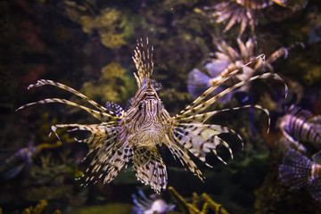 Lionfish, Siam bay. Province Trat.