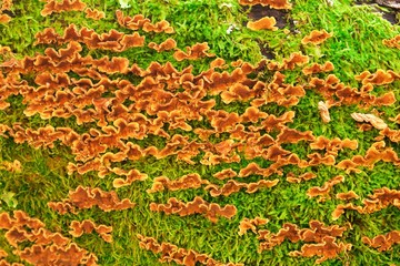Orange mushrooms on the old wood. Abstract texture.