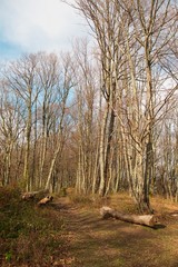 Sunny day in the forest. Rural road between forest trees. Autumn season. Sun rays between branches. Green grass around.