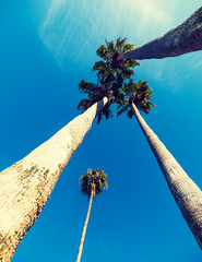 Tall palm trees seen from below in Southern California