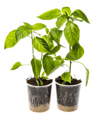 bell pepper seedlings - sprouts of peppers in pots
