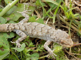 Lizard_5