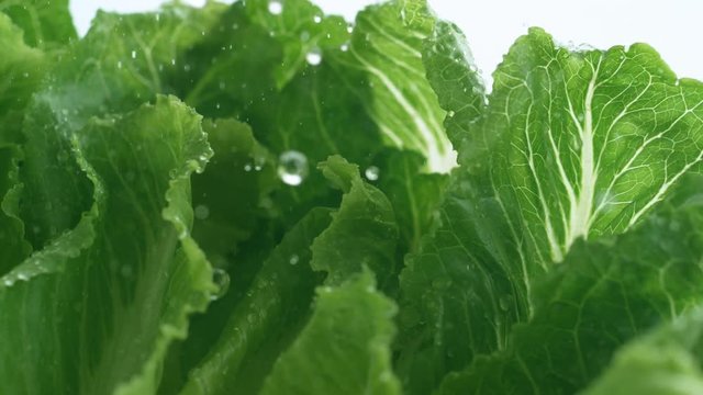 Water droplets on romani lettuce. Shot with high speed camera, phantom flex 4K. Slow Motion.