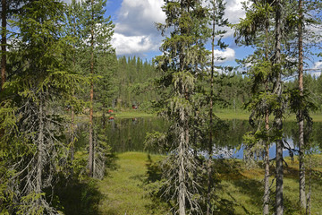 Coniferous trees with mosses and lichens on background of northern forest lake in Finnish Lapland