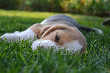 beagle puppy sleeping on the lawn