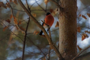 bird