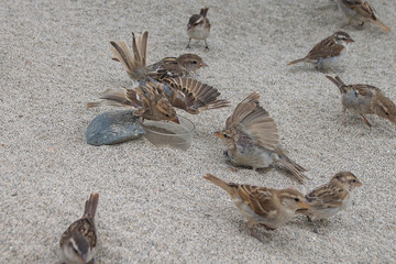 Wild sparrow birds demonstrating aggressive behaviour with out stretched wings