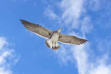 Fototapeta premium Bird of the seagull in the sky