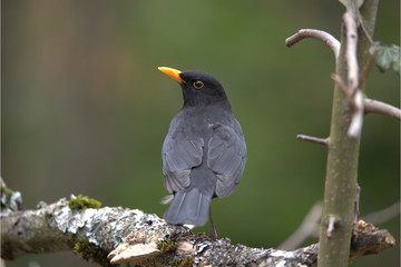 Männliche Amsel