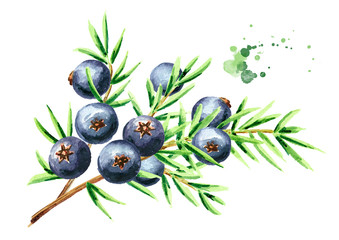Juniper  branch with berries. Watercolor hand drawn illustration, isolated on white background