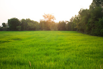 Fototapeta na wymiar Background image of lush rice field