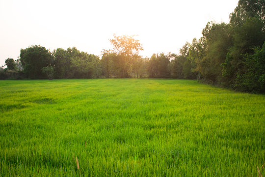 Background image of lush rice field