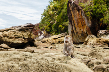 monkey sits on rocks on the Borneo island 