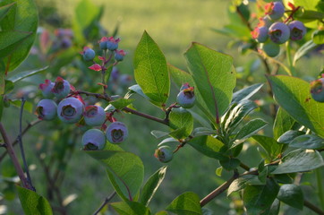 Unripe huckleberry