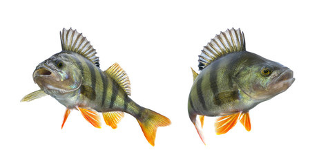 Perch fish trophy isolated on white background. Perca fluviatilis