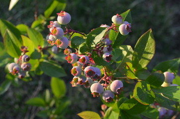 Unripe berry, Vaccinium corymbosum L