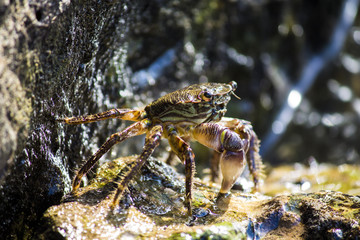 Crab 