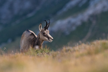 Chamois