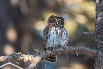Chevêchette d'Europe