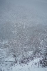 Obraz na płótnie Canvas Winter landscape with trees covered with snow