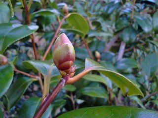 Fresh Camellia Bud in the Garden with Leaves