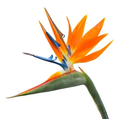 Zelfklevend behang Strelitzia Geïsoleerde exotische tropische bloem van Strelitzia reginae of paradijsvogel