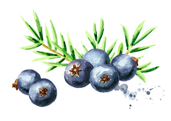 Wacholderbeeren und Zweig. Aquarell handgezeichnete Illustration, isoliert auf weißem Hintergrund © dariaustiugova