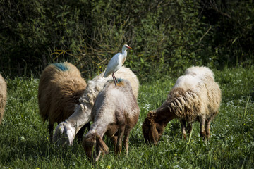 Sheeps and stork in Israel