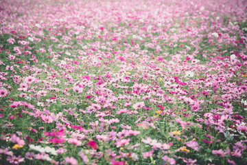 Cosmos flowers background in vintage style
