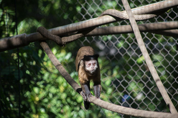A monkey its seen at the San Diego Zoo