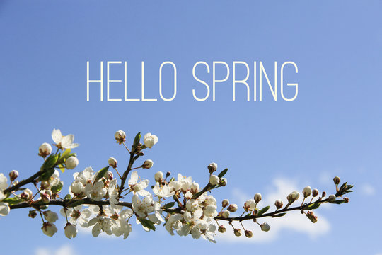 Hello Spring text and blossoming tree branch on blue sky background. Spring equinox concept.