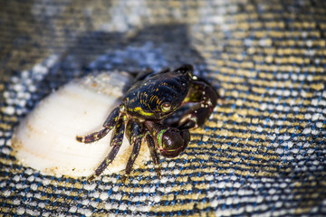 Crab on the Israeli beach 