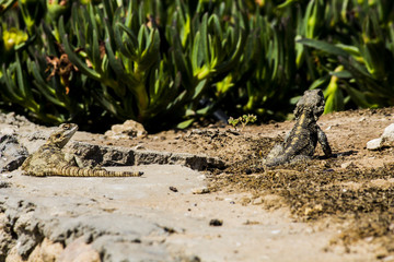 Lizard under stone in the desert
