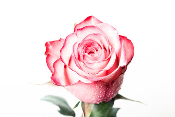 Beautiful fresh rose, isolated on white background