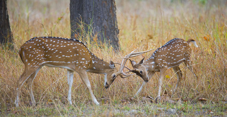 Spotted Deer Stag Fighting