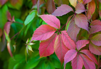 Parthenocissus grows in the garden and changes the color of the leaves in the fall.