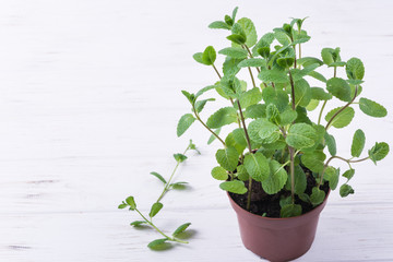 Fresh mint in pot