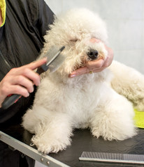 Person brushing fluffy dog head