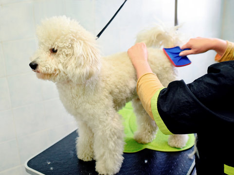 Person Brushing Poodle Dog Hair