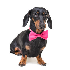 portrait of  elegant dachshund dog, black and tan, wearing a  pink bow tie, isolated on a white background