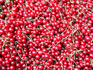 Currant / Red Currant Harvest