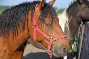 Głowa pięknego, dorodnego kasztanowatego konia z czarną grzywą, w plenerze, koń ma różową uprząż i przymknięte oczy, w tle rozmyta sylwetka drugiego konia