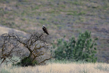 Hunting
