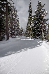 Broad trail groomed for cross-country skiing near Kelowna, BC.