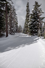 Fototapeta premium Broad trail groomed for cross-country skiing near Kelowna, BC.
