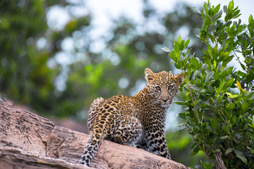 Leopard Club Head Turned