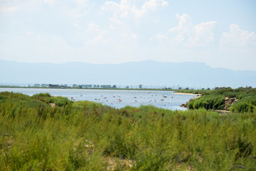 Fototapeta na wymiar Flamingos in the Ebro Delta Natural Park, Catalonia