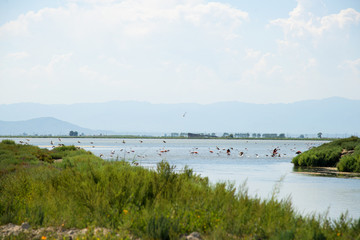 Group of flamingos in the Ebro Delta Natural Park, Catalonia