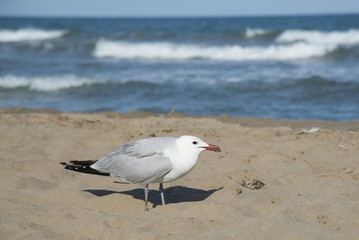 Seagulls on the coast of Mediterranean sea, Tarragona