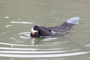 Castor fiber, Eurasian beaver.